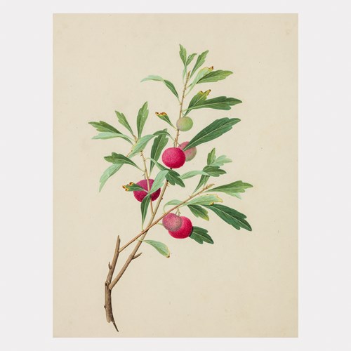 Collection of 87 Chinese Export Botanical Watercolours